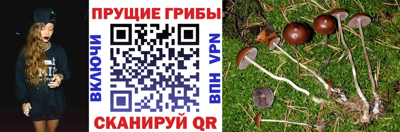 Галлюциногенные грибы Psilocybine cubensis Тула